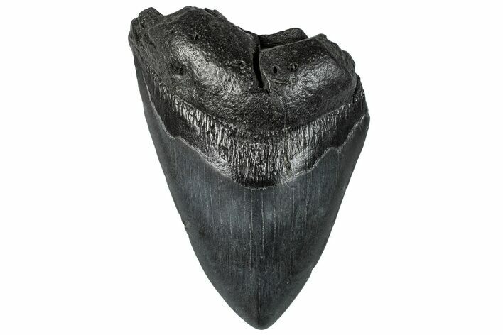 Partial, Fossil Megalodon Tooth - South Carolina #296145